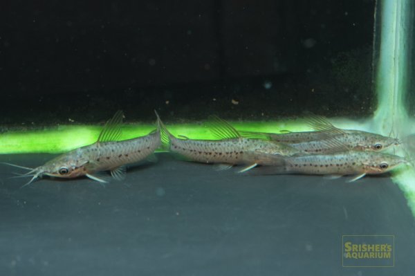 画像4: ポートホールキャット