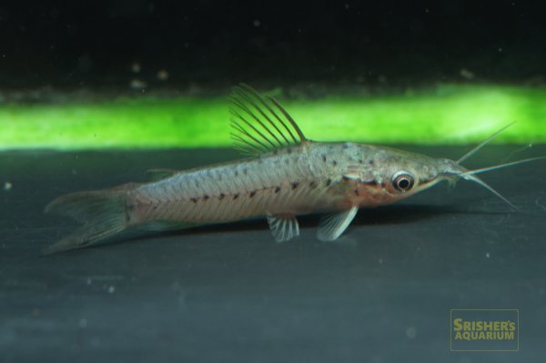 画像3: ポートホールキャット