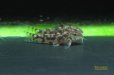 画像3: アスピドラス　キリリ【SRB】 (3)