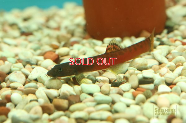 画像2: クリムゾンローチ