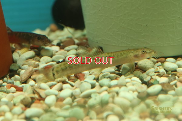 画像5: クリムゾンローチ