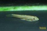 シュードガストロミゾン　ラティケプス