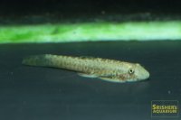 シュードガストロミゾン　ラティケプス