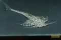 ラディノロリカリア　オメーション