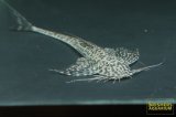 ラディノロリカリア　オメーション