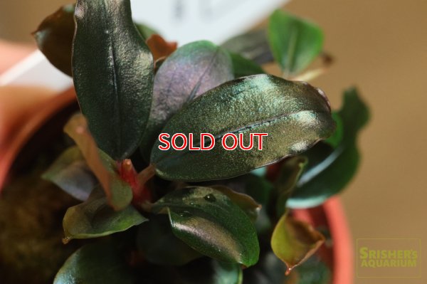 画像2: 水草 ブセファランドラ ソルディデュラブルー TR (ポット)