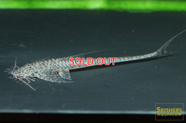 画像4: ラディノロリカリア　オメーション