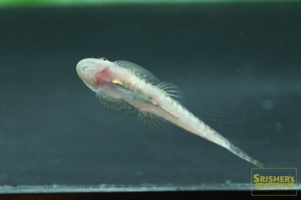 画像2: シュードガストロミゾン　ラティケプス
