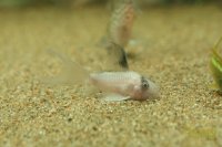 コリドラス　ロングフィンスケルトンパンダ　ブドウ目