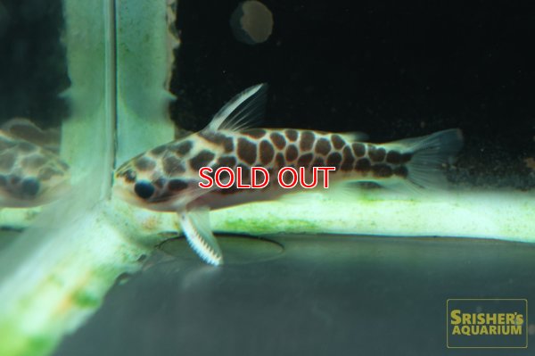 画像1: ゴールデンレオパードタティア　アルタエ