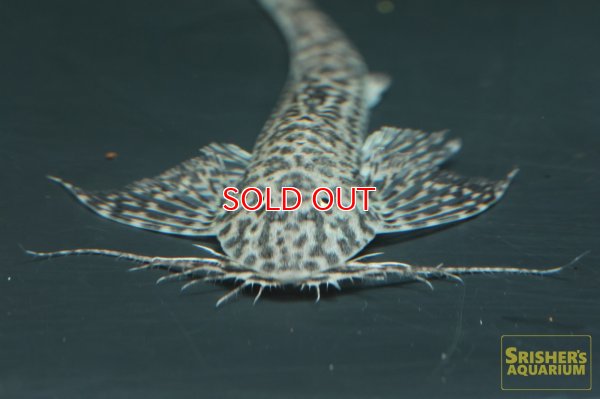 画像6: ラディノロリカリア　オメーション