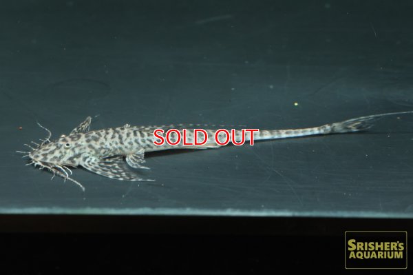 画像3: ラディノロリカリア　オメーション