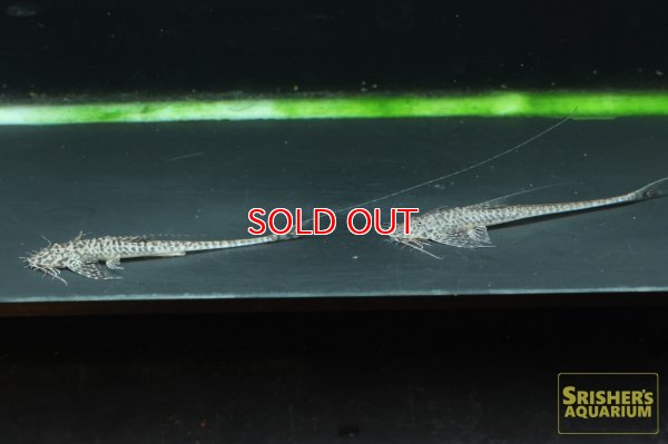 画像5: ラディノロリカリア　オメーション