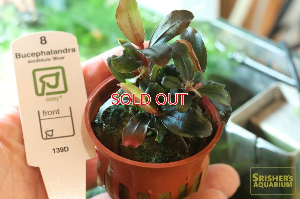 画像3: 水草 ブセファランドラ ソルディデュラブルー TR (ポット)