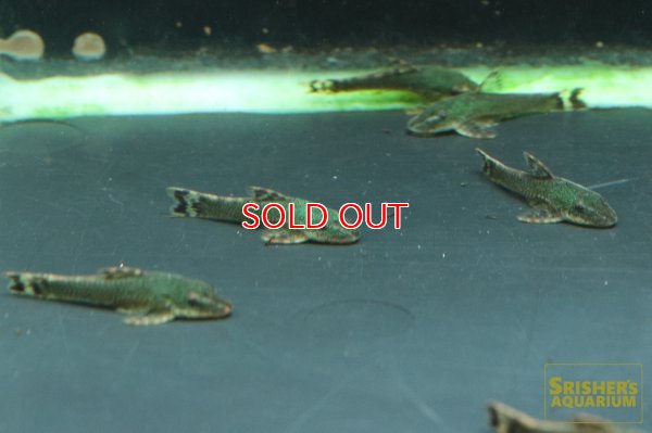 画像6: グリーンオトシンクルス