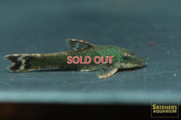 画像4: グリーンオトシンクルス