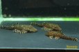 画像6: アライクティス　ローロ