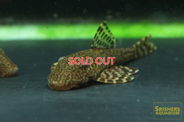 画像4: アライクティス　ローロ