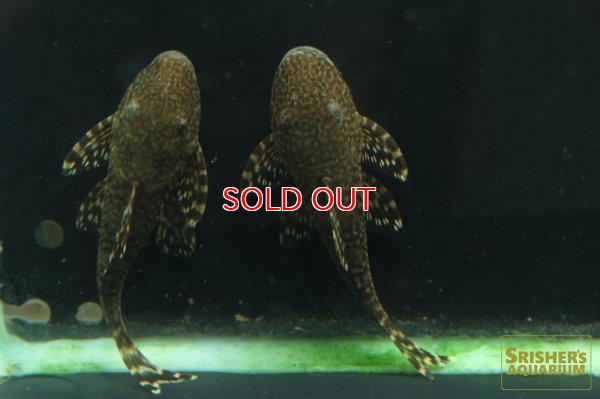 画像5: アライクティス　ローロ