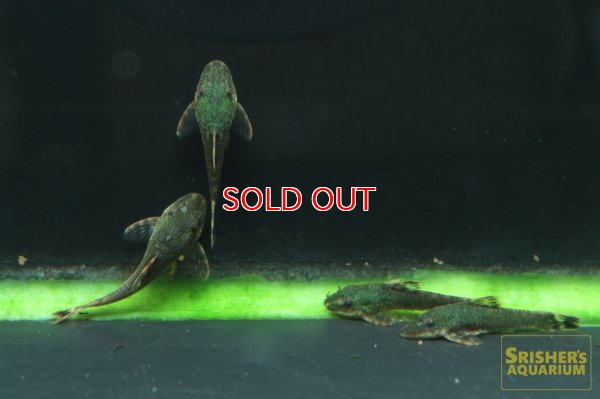 画像7: グリーンオトシンクルス