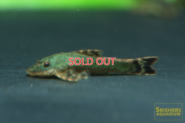 画像3: グリーンオトシンクルス