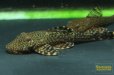 画像3: アライクティス　ローロ