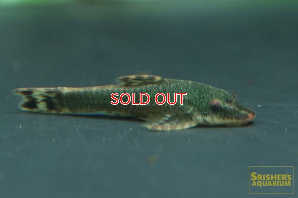 画像5: グリーンオトシンクルス