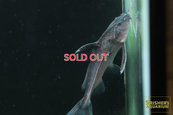 画像4: シルバードラス