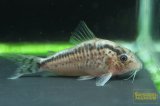 コリドラス ロングノーズエヴェリナエ