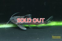 シルバードラス