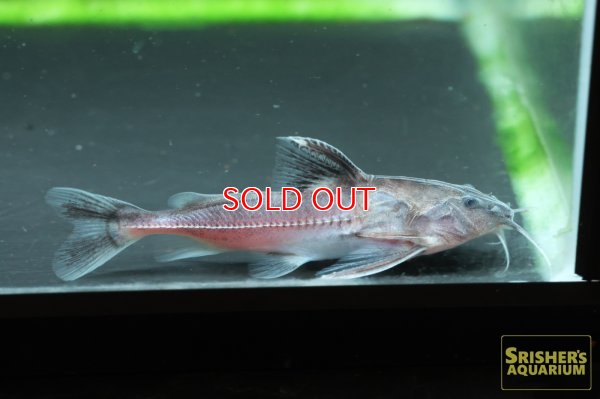 画像6: シルバードラス