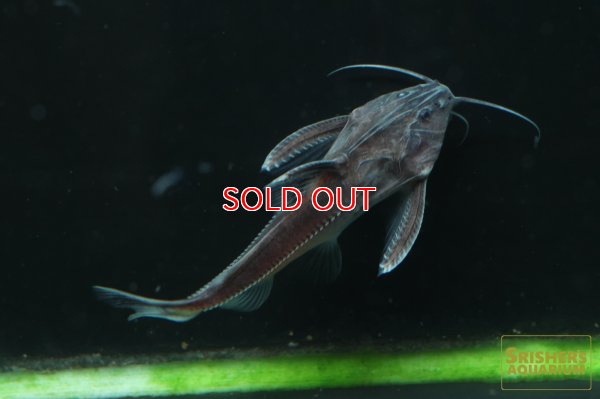 画像3: シルバードラス