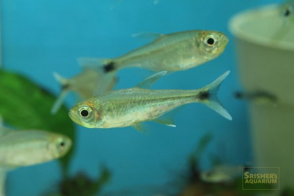 画像1: アラグアイアホワイトフィンテトラ