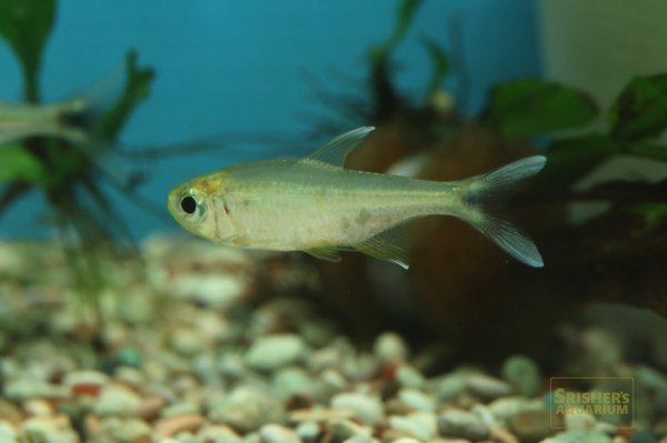 画像6: アラグアイアホワイトフィンテトラ