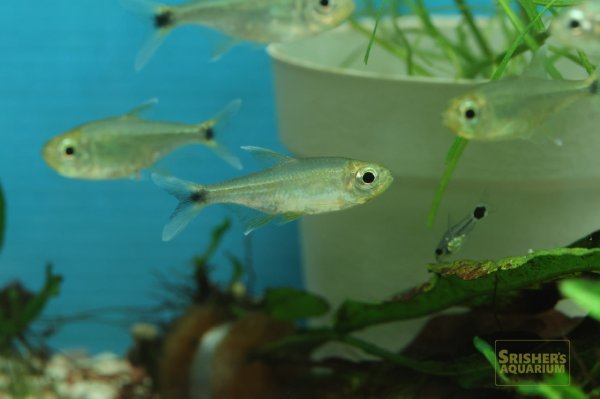 画像2: アラグアイアホワイトフィンテトラ