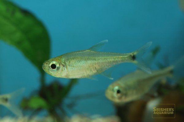 画像4: アラグアイアホワイトフィンテトラ