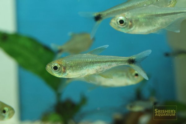 画像3: アラグアイアホワイトフィンテトラ