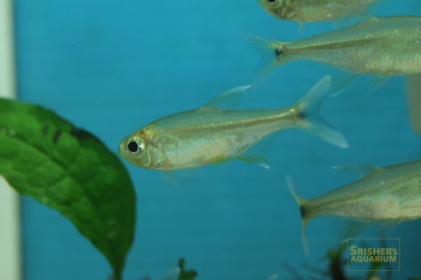 画像5: アラグアイアホワイトフィンテトラ