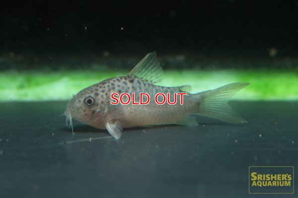 画像4: コリドラスSP.ガラナ (ブリード)