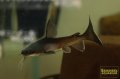 パプアンサーモンキャット
