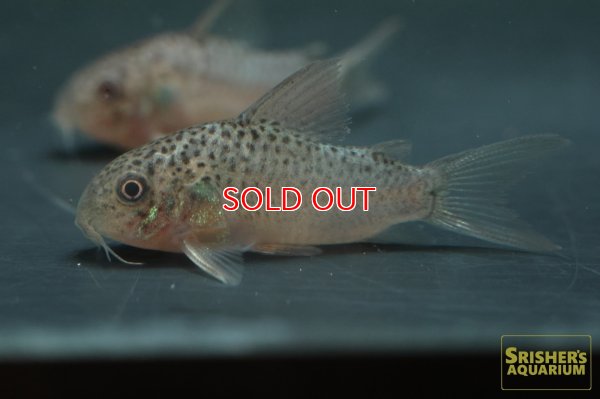 画像2: コリドラスSP.ガラナ (ブリード)