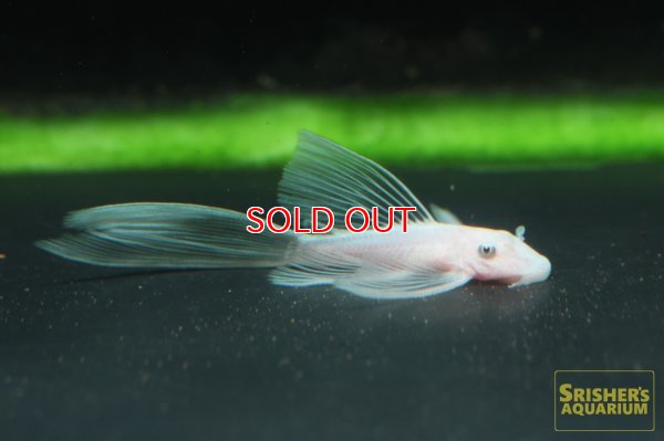 画像1: ロングフィンスノーホワイトブッシー