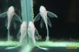 画像3: ロングフィンスノーホワイトブッシー (3)