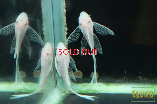 画像3: ロングフィンスノーホワイトブッシー