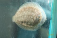 ニューギニア淡水カレイ