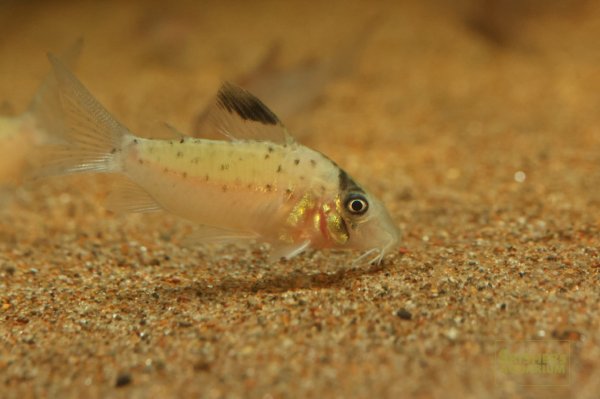 画像4: コリドラス ブラックトップシクリ（CFオルフノプテルス）