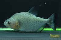 ブラックピラニア（リオネグロ）