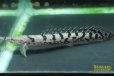 画像2: ポリプテルス　デルヘッジ（ブリード）Aグレード (2)
