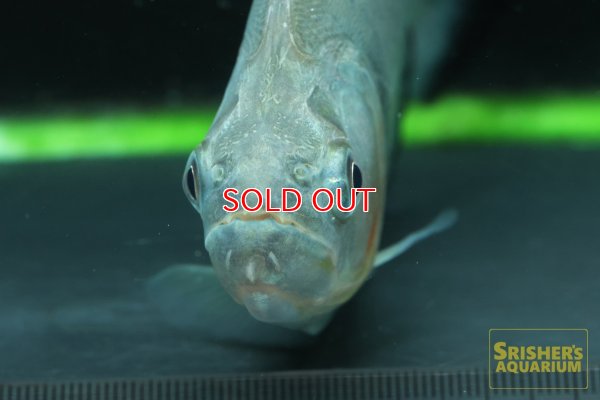 画像3: ブラックピラニア（リオネグロ）