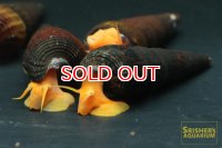 オレンジラビットスネール